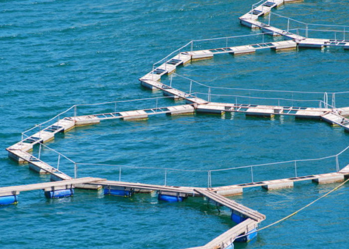 generatore-ossigeno-per-acquacultura